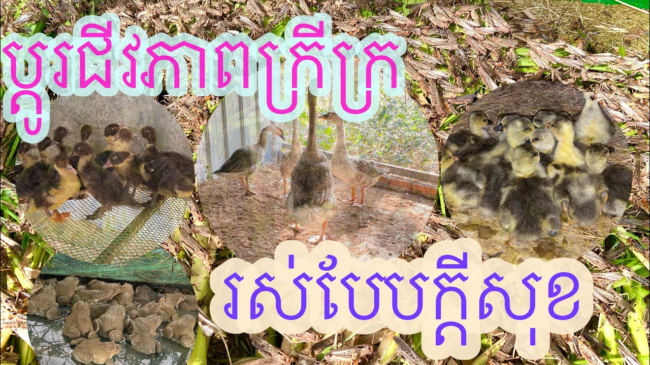 ចិញ្ចឹម​សត្វ​នៅផ្ទះ​ ចំណូលគ្រប់ទិស​ ជីវិតមានក្ដីសុខ