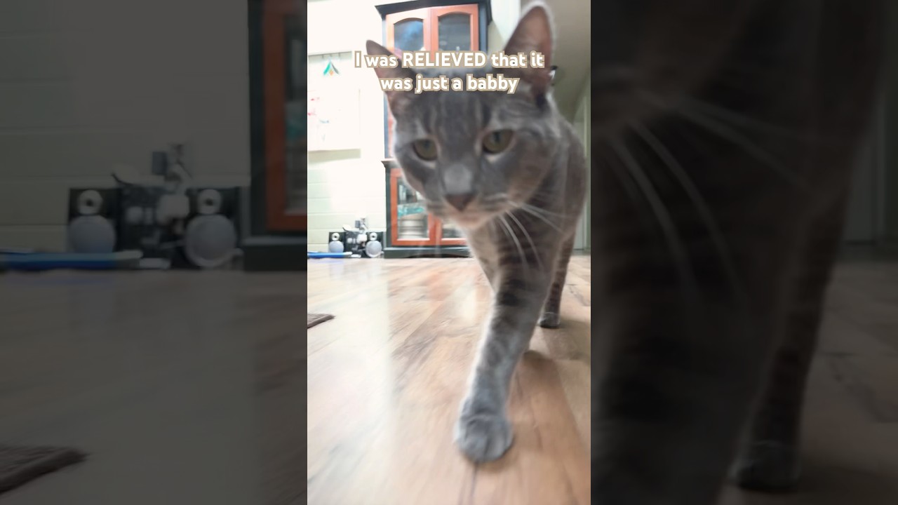 Oh no&hellip; (fat babby) #fyp2025 #cat #catimages #kitten #fypcats #funnycats #babby #fyp