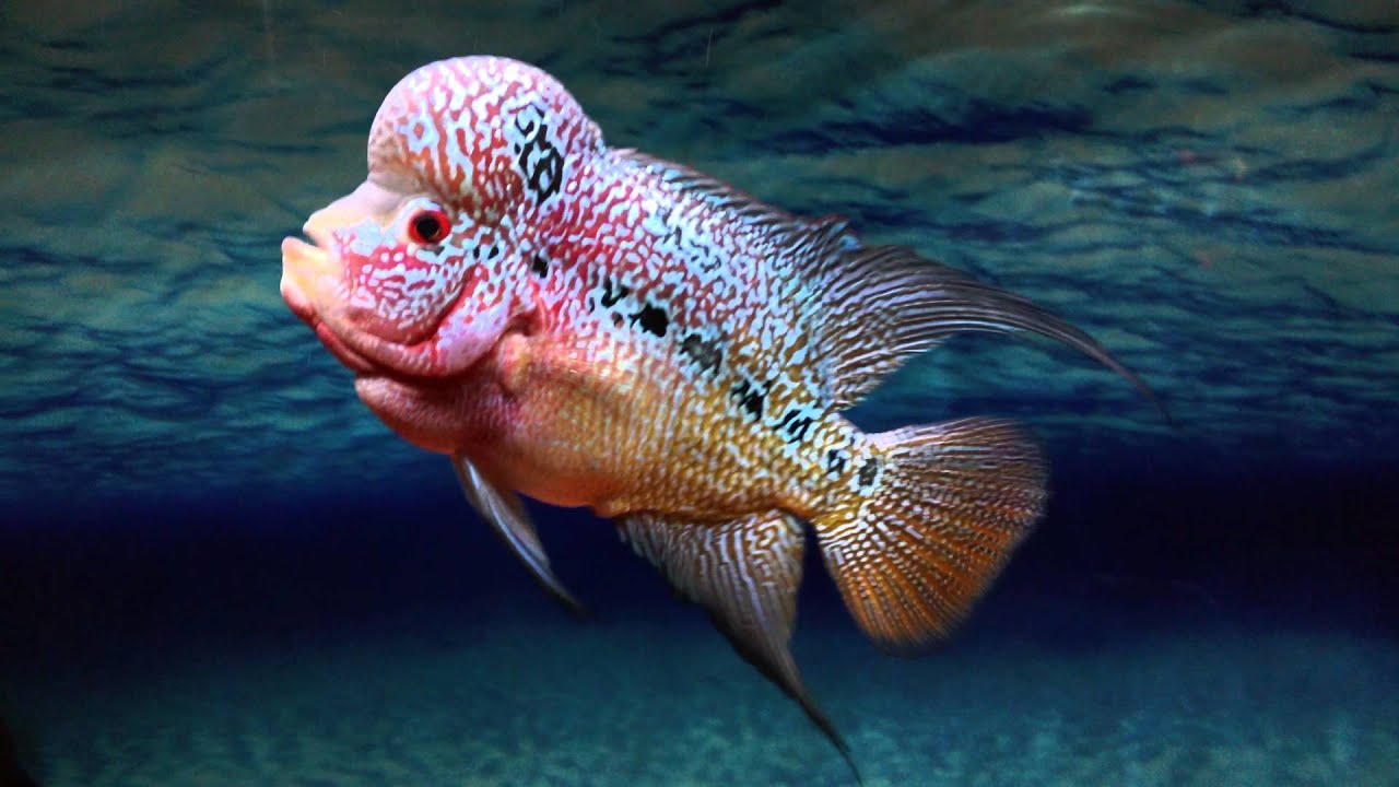 Golden base kml flowerhorn