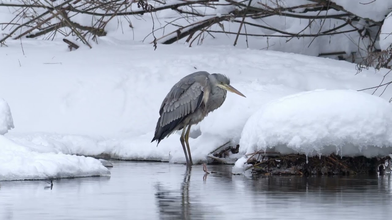 Серая цапля, чирок-свистунок, кряквы (Sony a6700 + Sony 200-600mm, S-Log3)