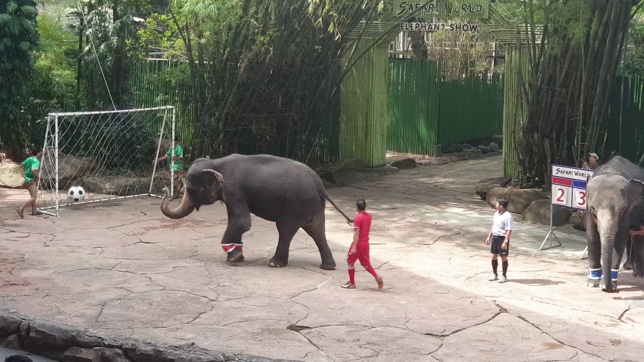 ปาป๊าพาลุย : โชว์ช้าง ซาฟารีเวิลด์