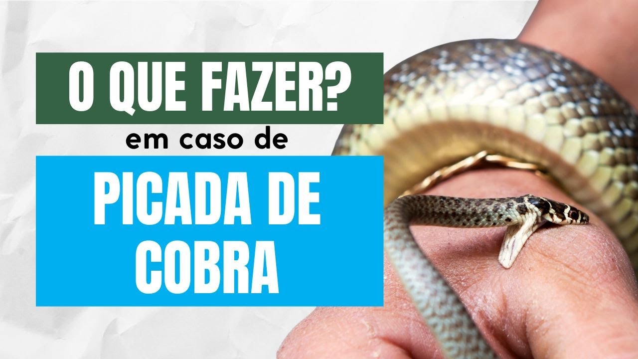 O que fazer? - Picada de Cobra ou Outros Animais Venenosos
