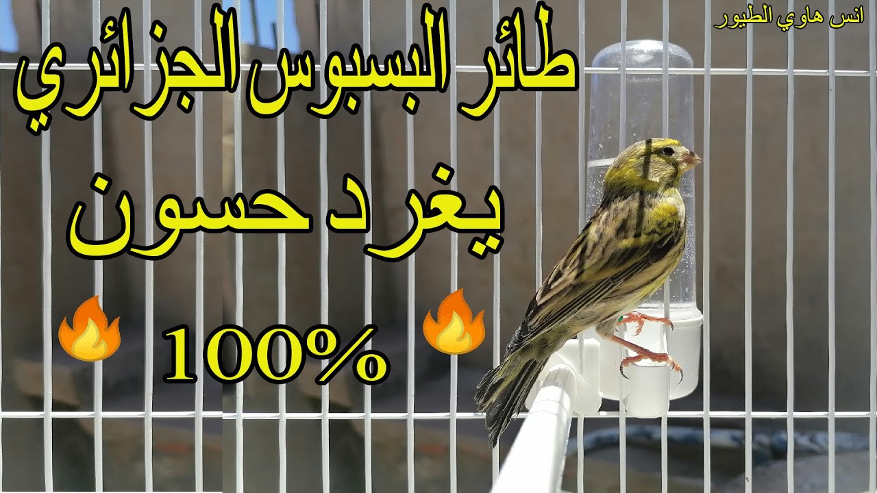 طائر البسبوس الجزائري يغرد حسون