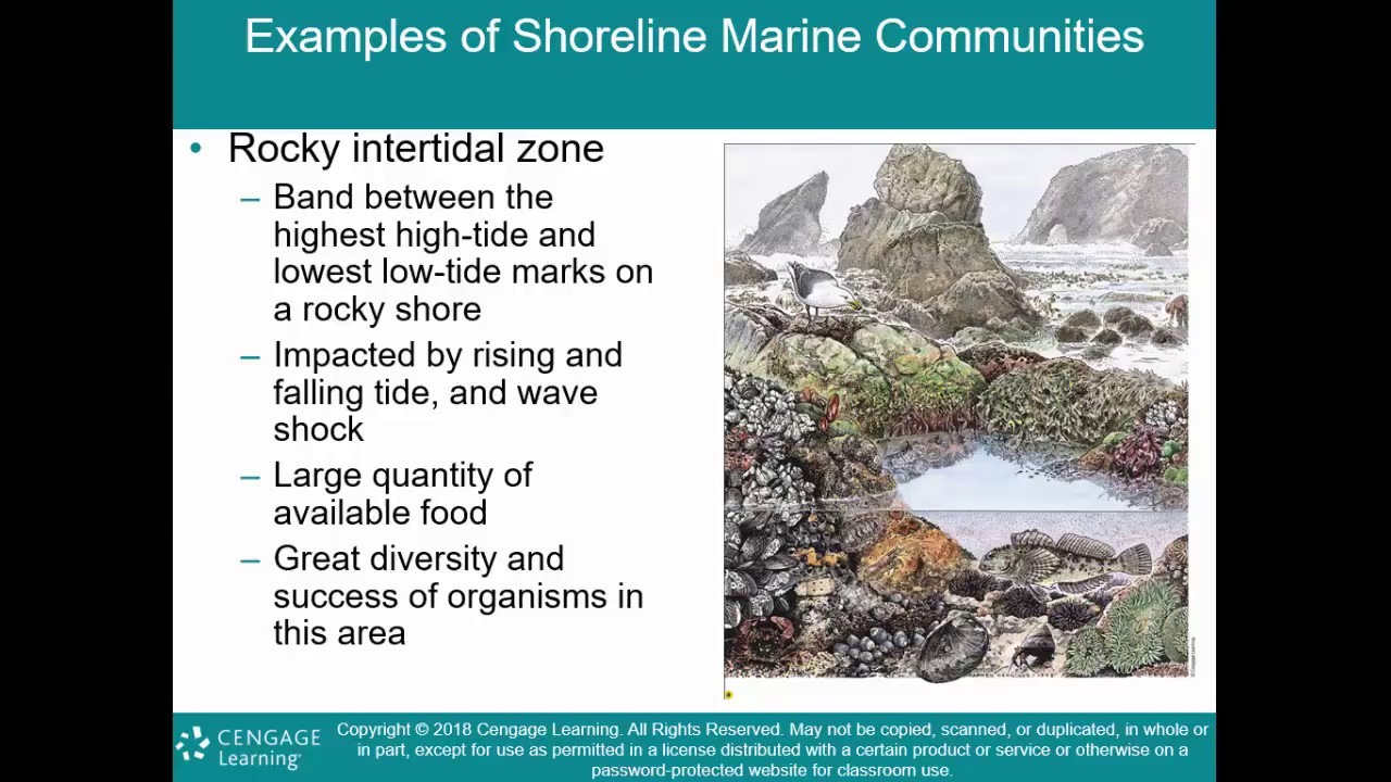 OCE 101 Lecture: Marine Communities