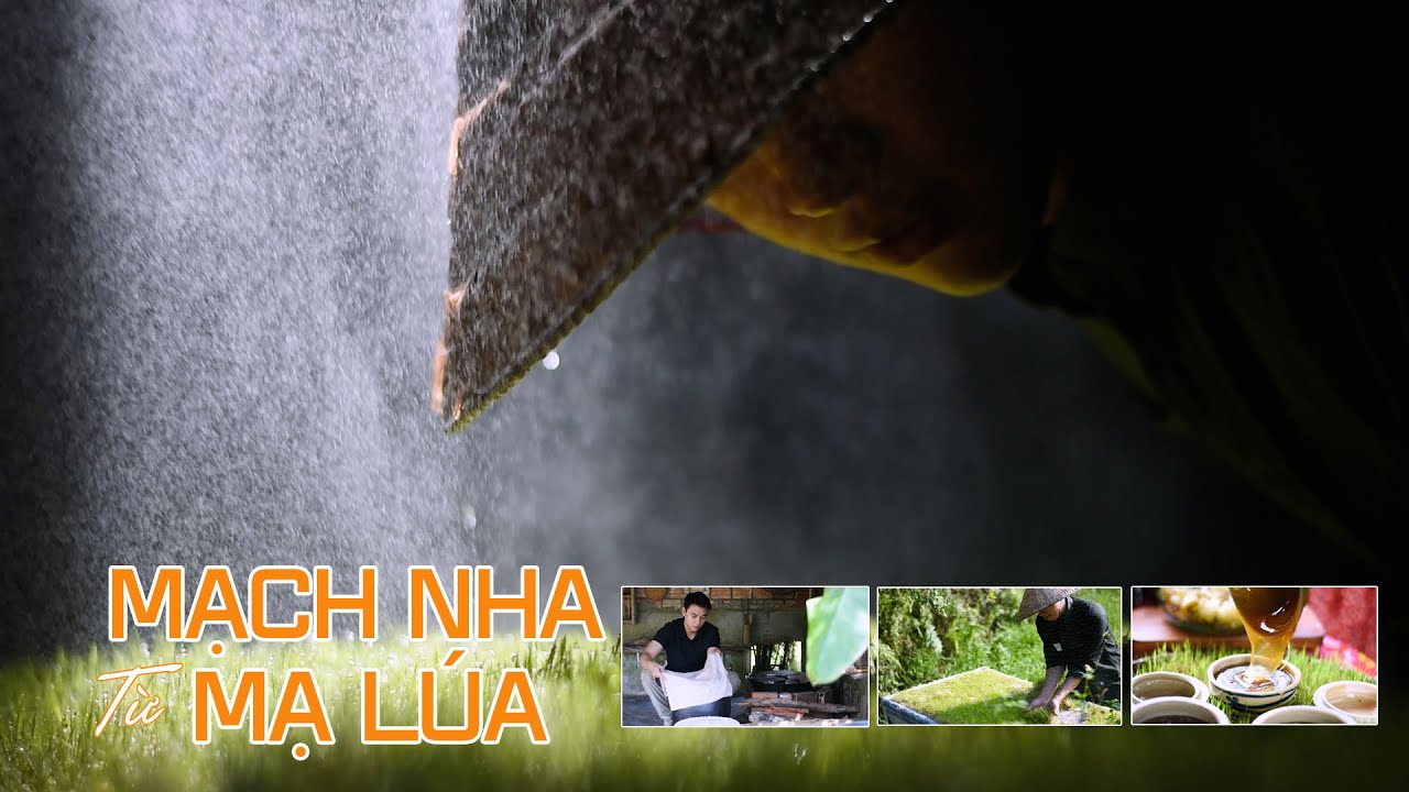 Quy trình làm mạch nha từ mạ lúa non: Vòng đời ngắn hạn của cây lúa tạo nên món ngon đặc sản