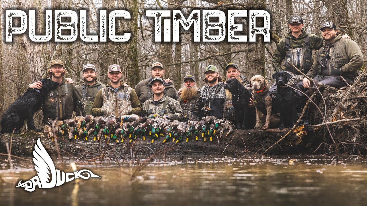 The STORM, Public Timber | Dr Duck