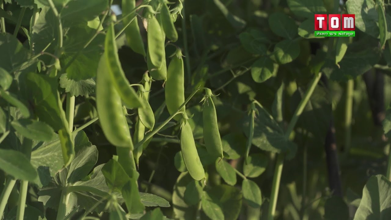 LOUBUK SHANGHALASHI SENTHOK LEIHANSE - GREEN PEA CULTIVATION