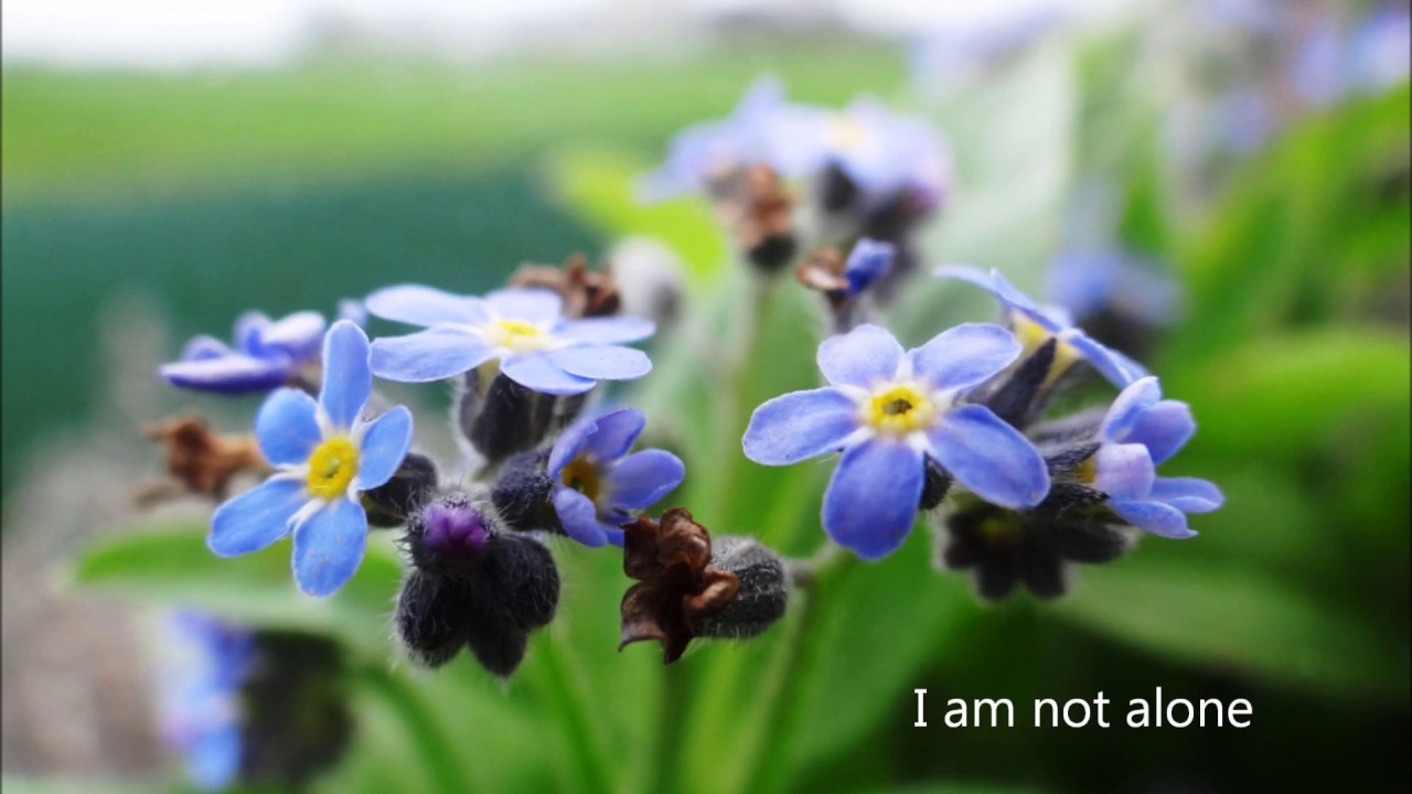 I am not alone   Kari Jobe