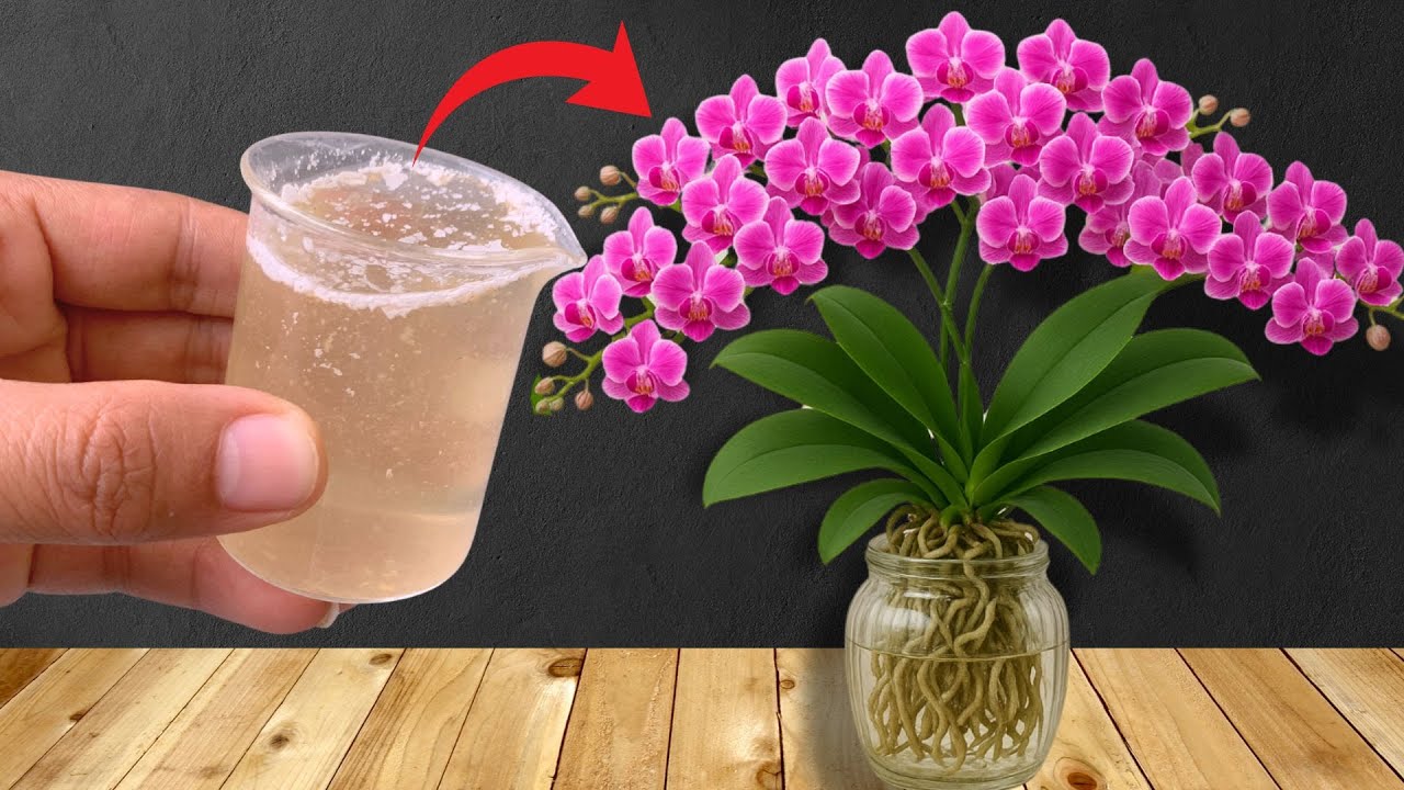 How to Revive a Dying Orchid: 3 Ways to Bring It Back to Life