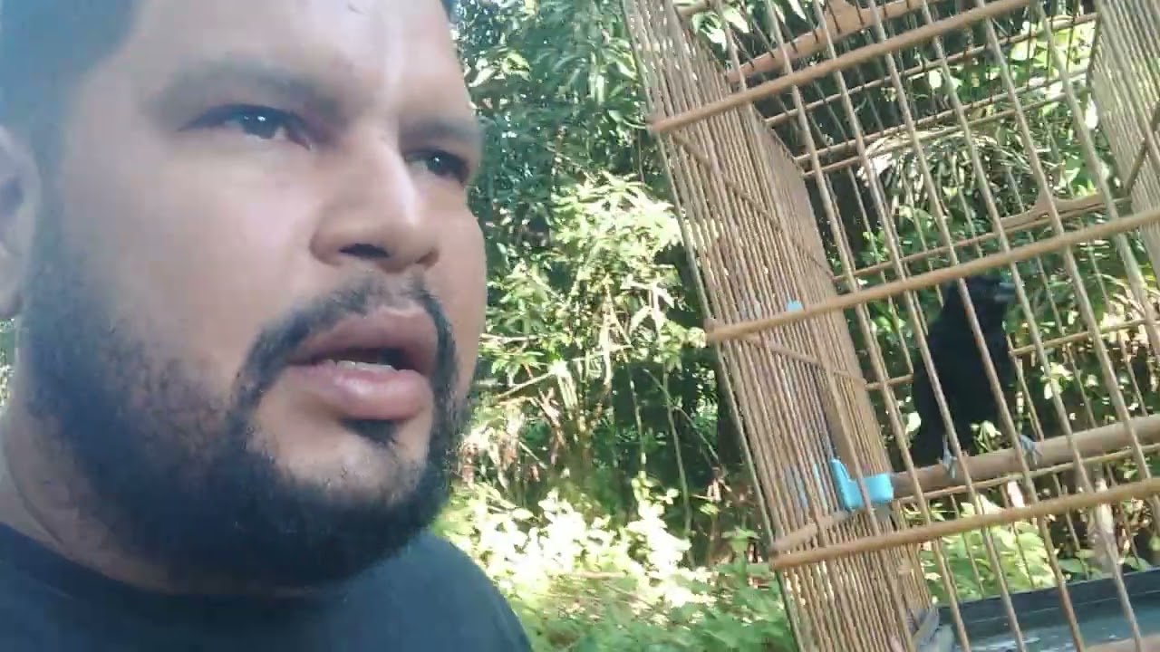 Depôs de alguns dias parado resolvi dá uma volta com a Pipira Capitão Gancho#pipira#picharro#curio
