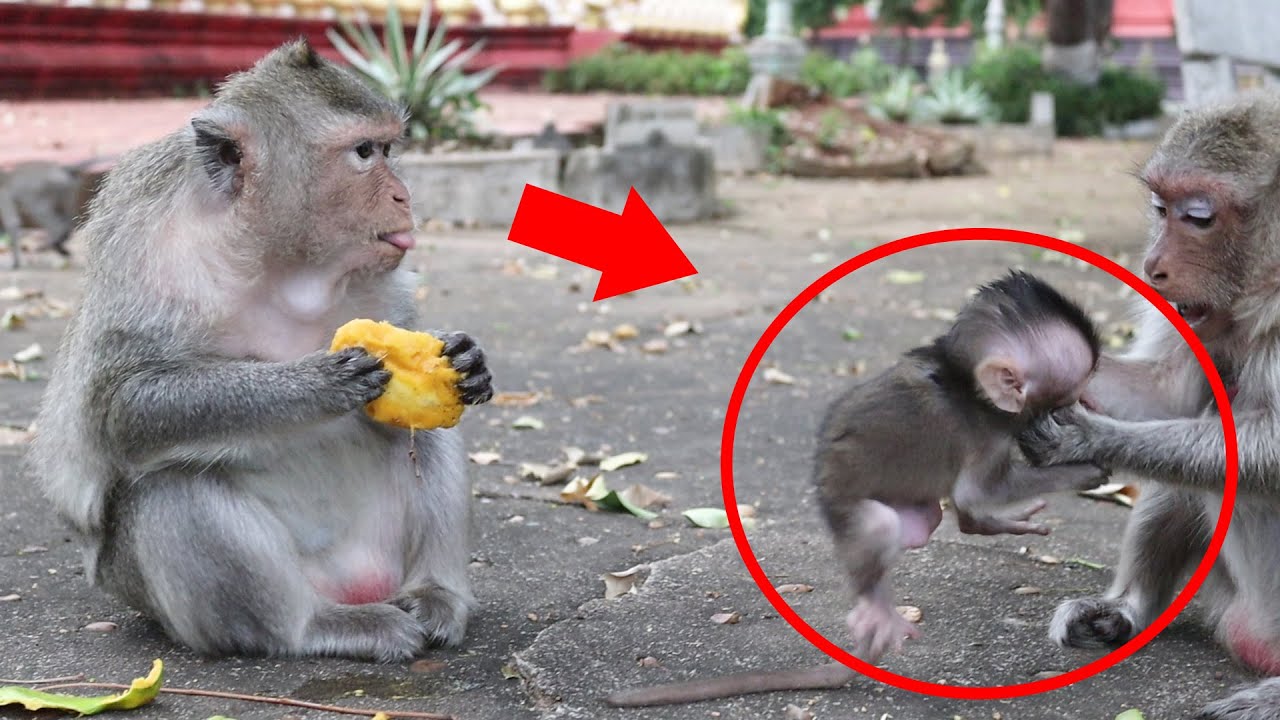 Monkey Sarah is Penalty to Poor Baby Emma but Emila don't care about this because busy eating.