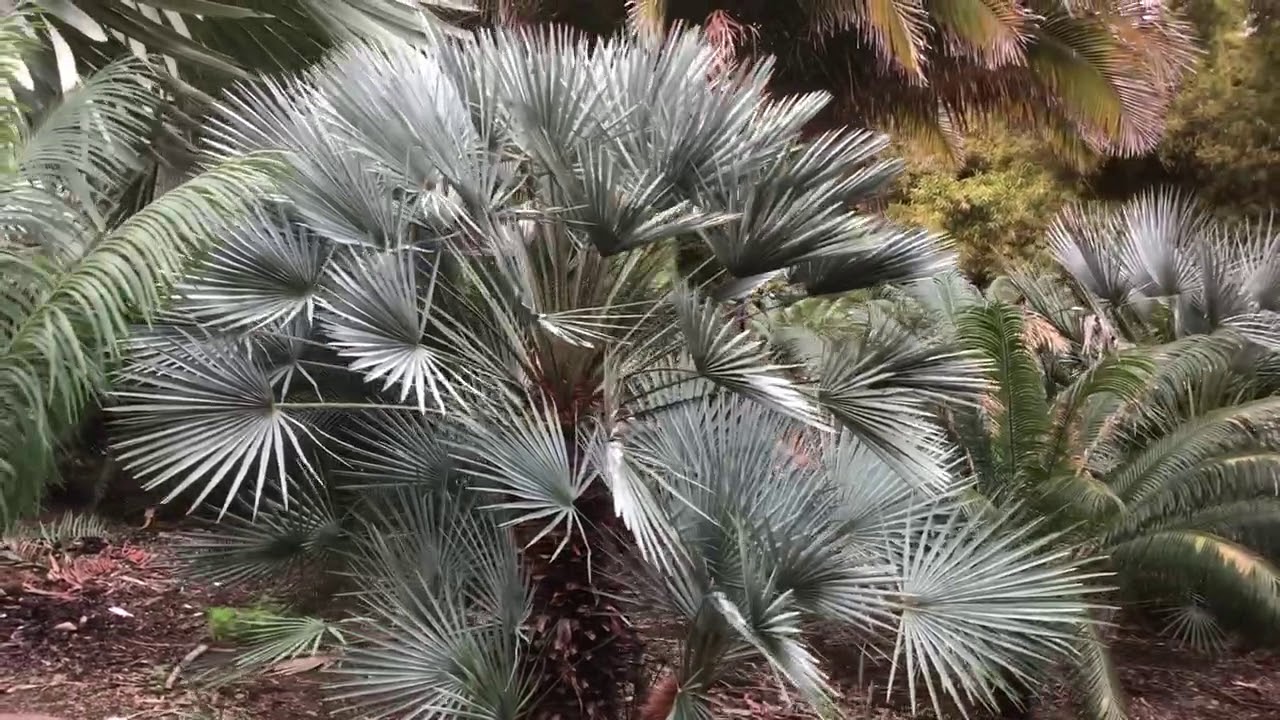 Atlas Mountain Palm, AKA Moroccan Blue Fan Palm, Chamaerops humilis var. argentea