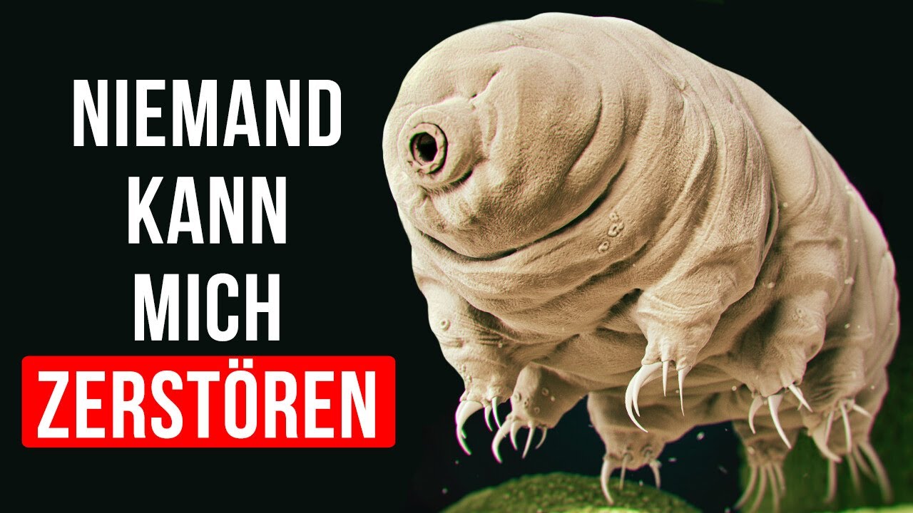 Treffen Sie die unsterblichen Kreaturen auf der Erde: Bärtierchen!