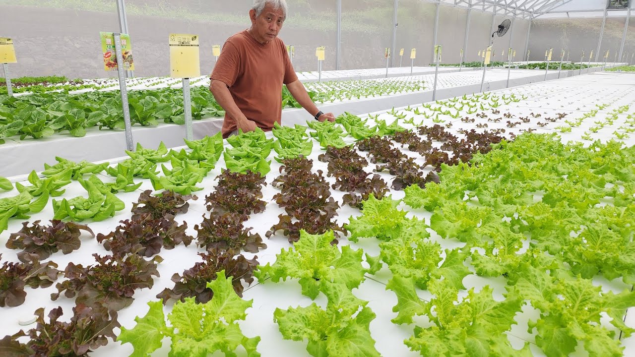 REVIEW HIDROPONIK SISTEM RAKIT APUNG DALAM GREEN HOUSE UKURAN 8X30 M