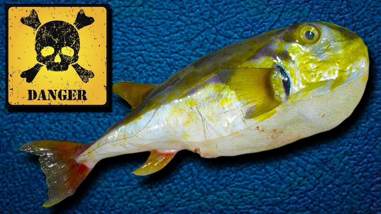 Como LIMPAR o PEIXE VENENOSO BAIACU e SABOREAR sem MEDO ◆ PESCA de PRAIA
