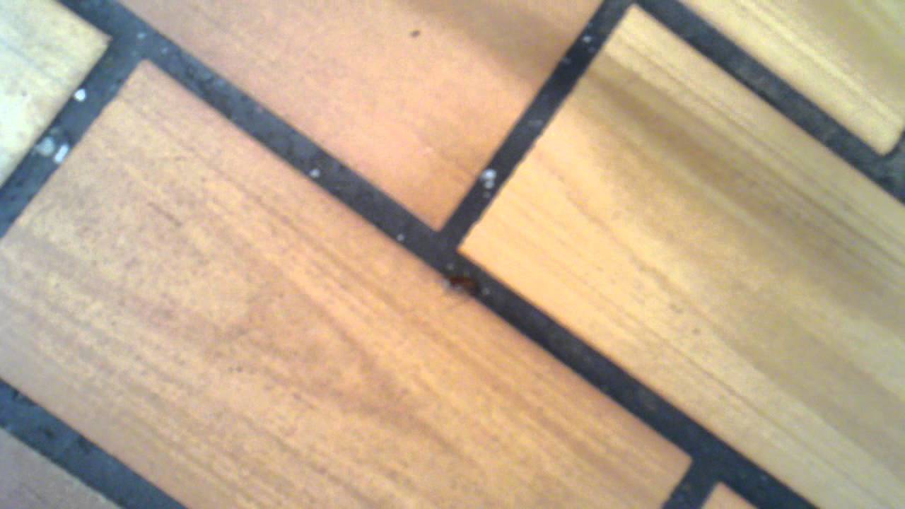 Detroit Ave. McDonalds Cockroach