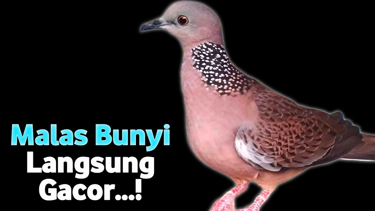 TEKUKUR BETINA Gacor Memanggil Jantan Agar Bunyi