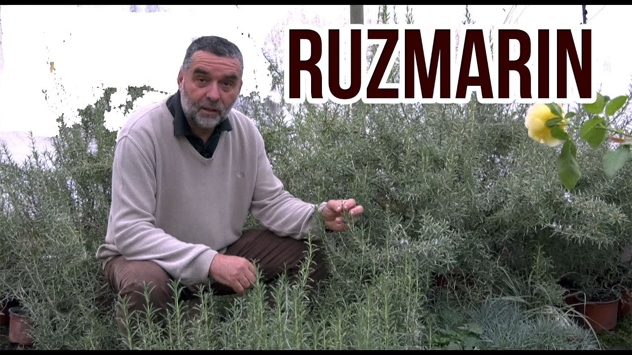 Ruzmarin