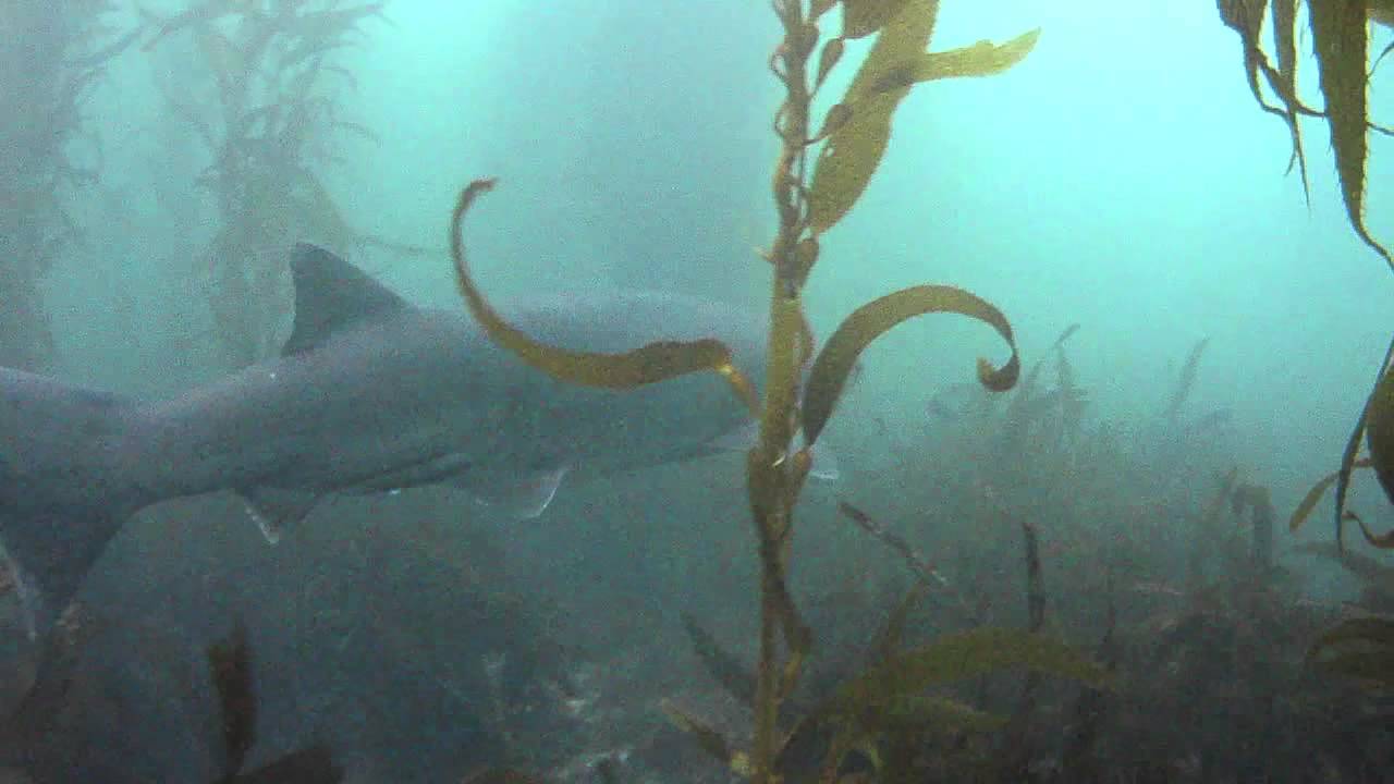 Sevengill Shark sightings La Jolla Cove 24 July 2011