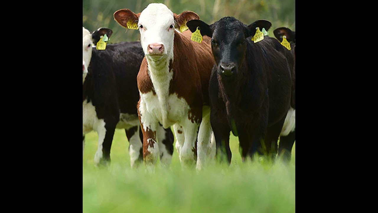 Dairy Calf to Beef: Building a Profitable System