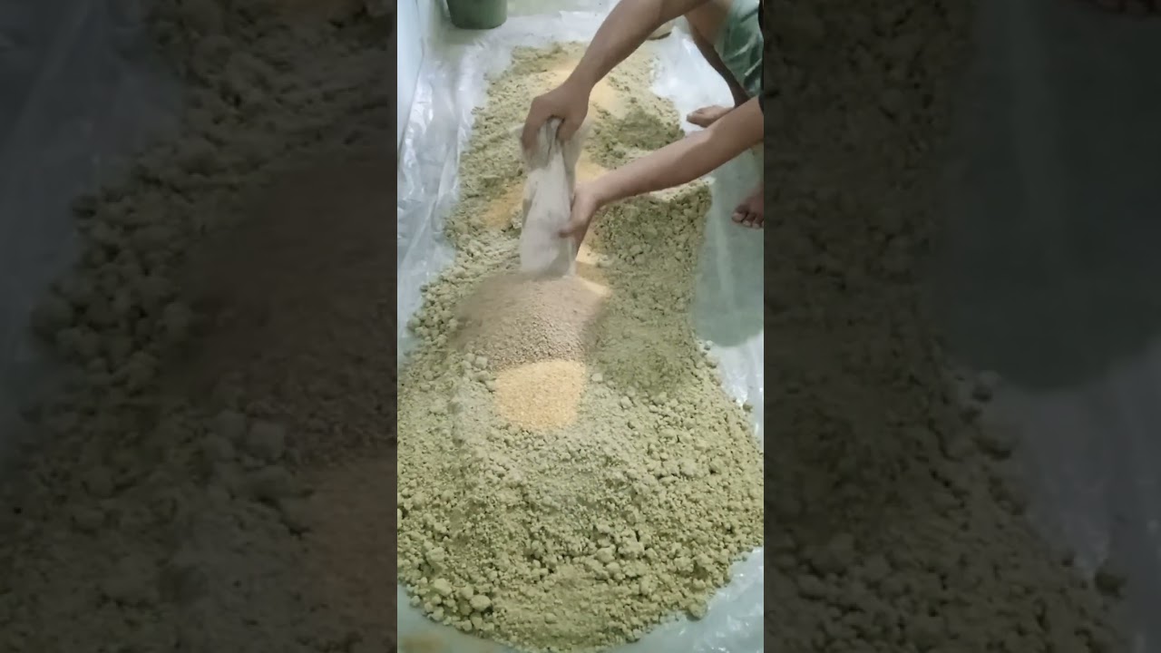 Pembuatan pakan Ayam fermentasi untuk memperkecil cos pakan yang semakin mahal