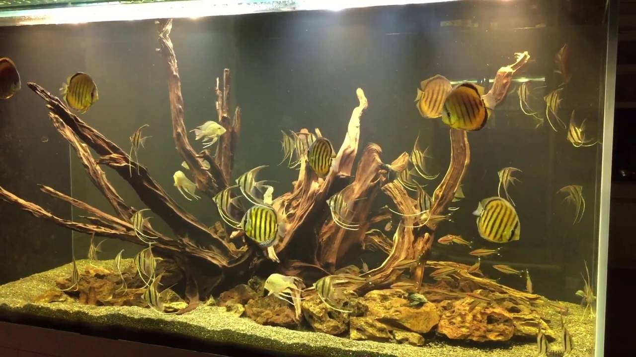 Wild discus and altum amazon river
