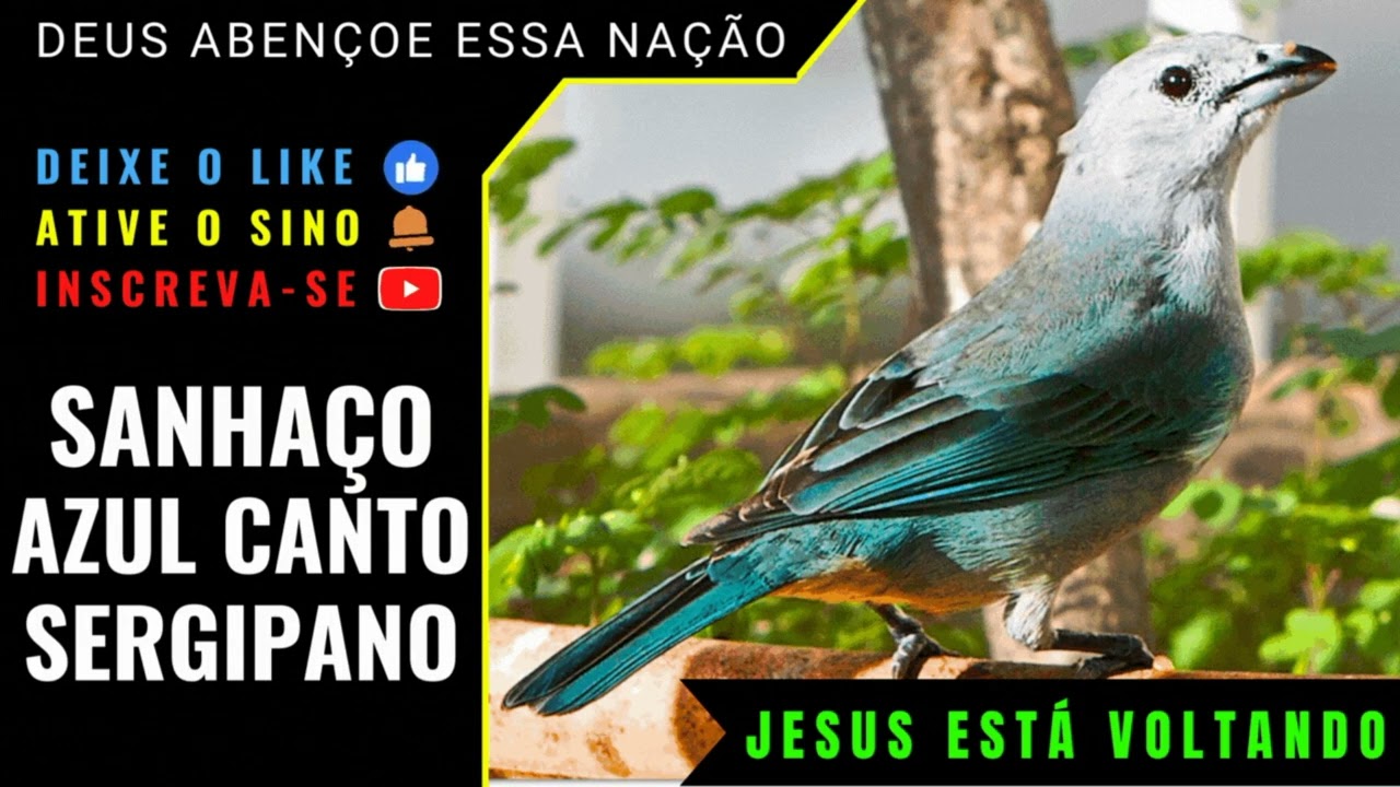 🟢 - SANHAÇO AZUL CANTO SERGIPANO DIFERENCIADO E MUITO LINDO
