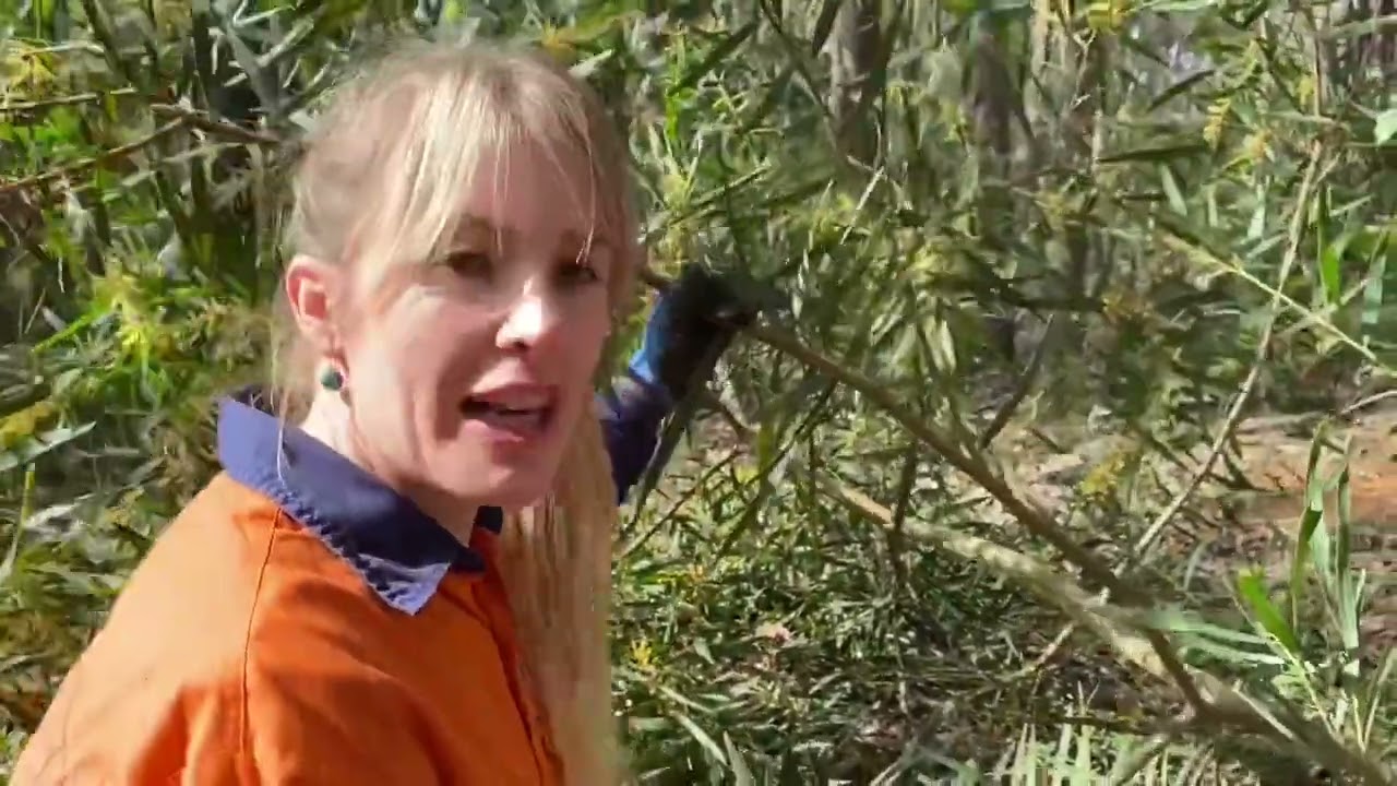 Sydney Golden Wattle ID and removal
