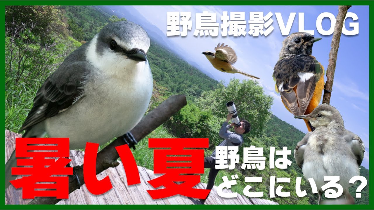 【裏技】夏に野鳥に出会う方法！ 美しい山梨県の自然を歩くVlog（清里・西湖野鳥の森公園など）