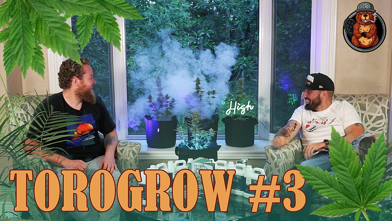 ToroGrow #3: автики Bruce Banner, удобрения, быстрая сушка марихуаны в микроволновке.