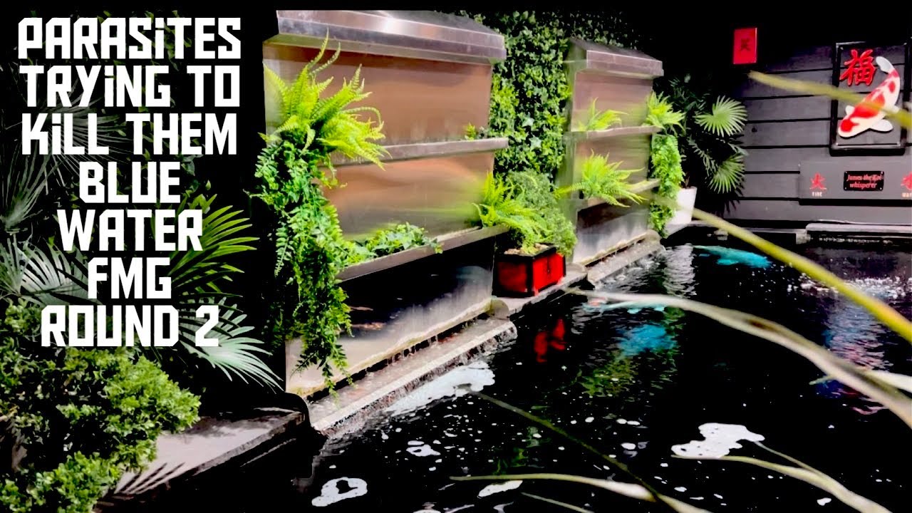 KOI POND**parasites**jobs in the filter house**ROUND 2 WITH FMG**