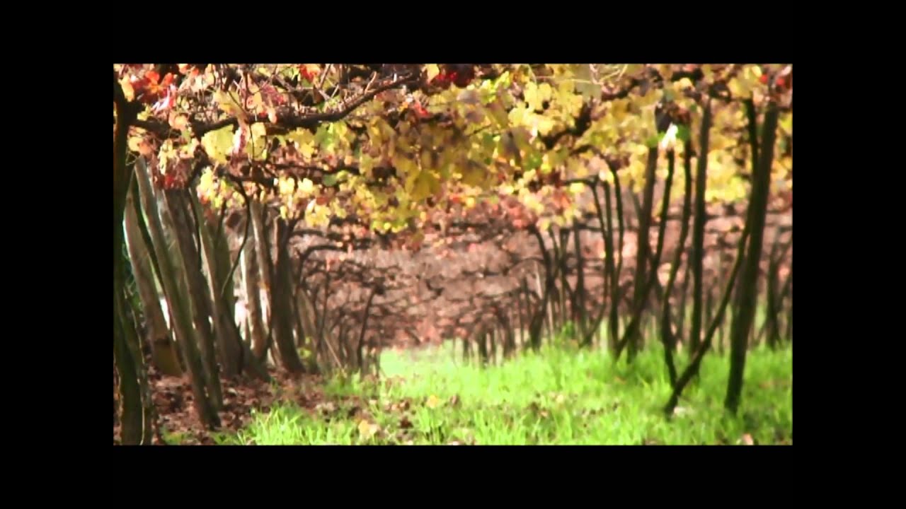 Vinícola Aurora - Vídeo Institucional - v2.0