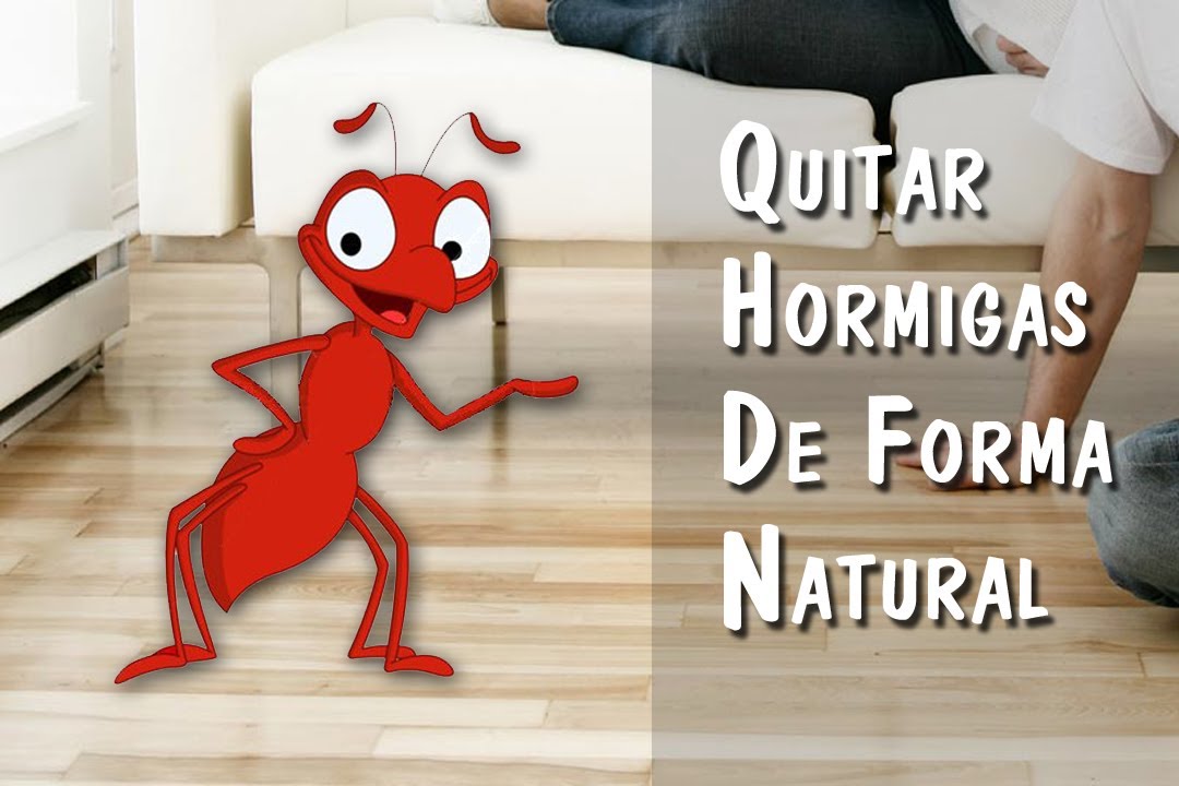 Como Quitar Hormigas de Forma Natural