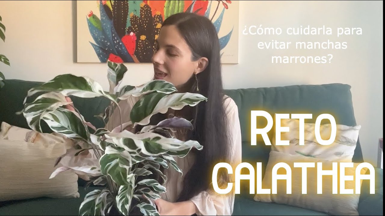 Reto Calathea: cómo voy a cuidar mi White Fusion para que se mantenga con las hojas sin manchas