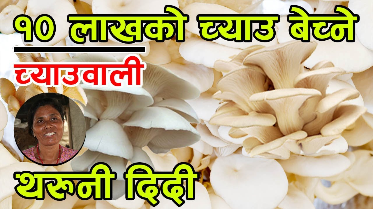 १० लाखको च्याउ बेच्ने थरुनी दिदी ‘च्याउले राम्रो आम्दानी हुन्छ’ सिकाईन् च्याउ रोप्न │Nepal Chitra