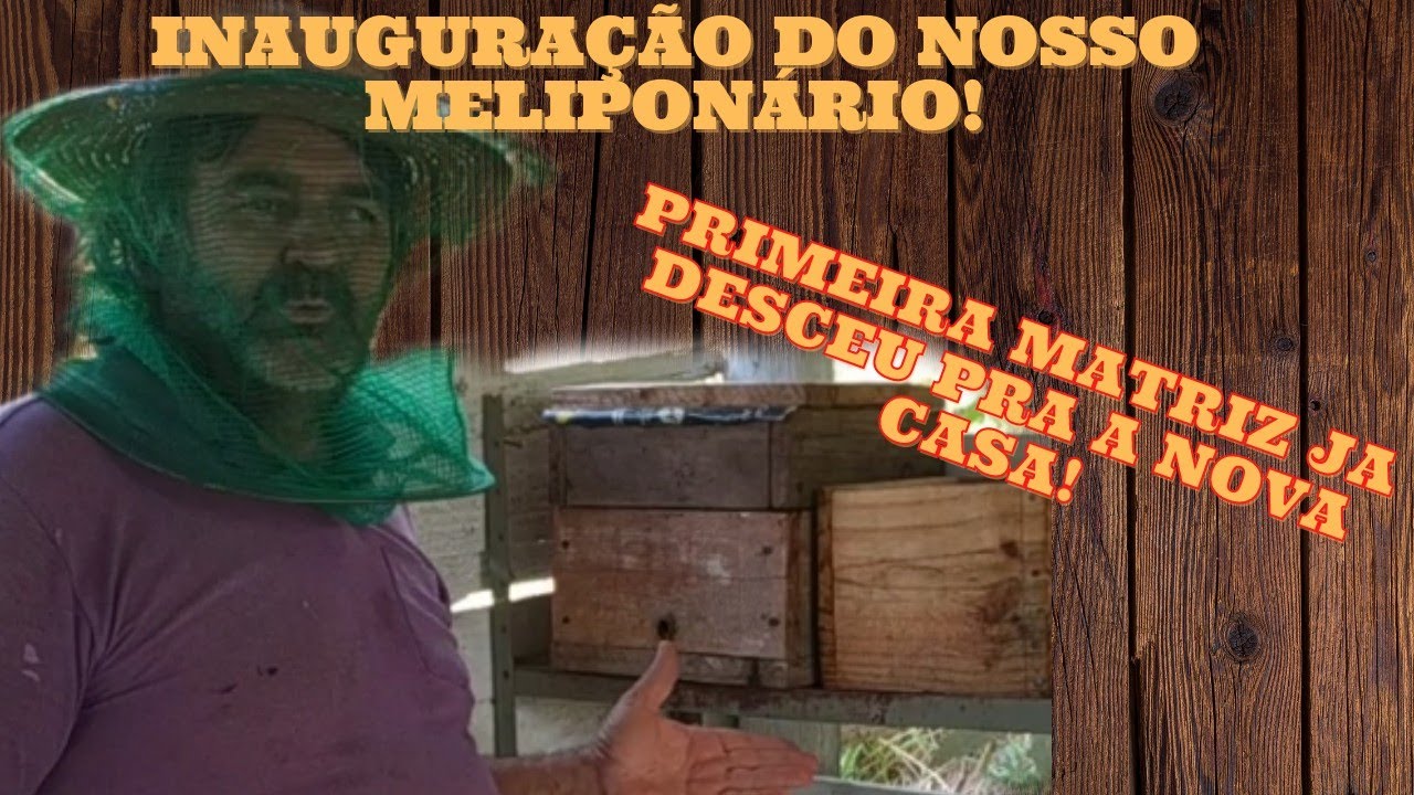 DIVISÃO DE UMA ABELHA CANUDO - Inauguramos o nosso novo meliponário com uma MATRIZ linda e forte.