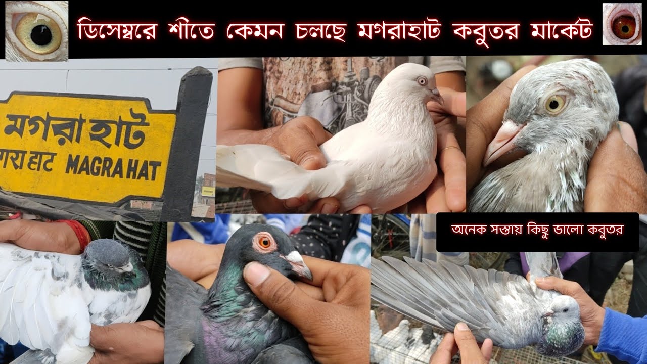 ডিসেম্বরের শীতে কেমন চলছে মগরাহাট কবুতর মার্কেট।MOGRAHAT PIGEON MARKET IN KOLKATA@Kolkatapigeonvlog