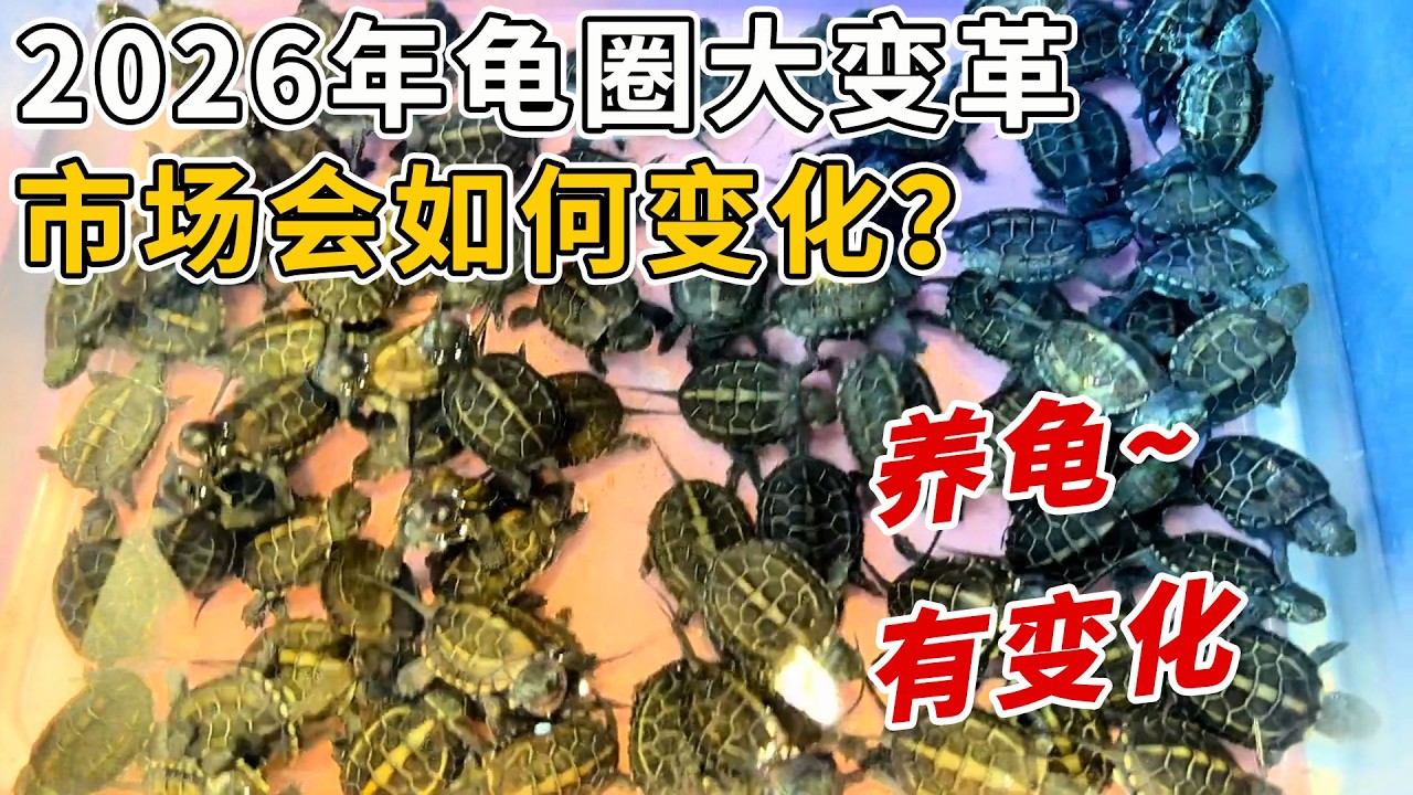 「全民養龜」？ 2026年龜圈大變革即將發生！市場會如何改變？