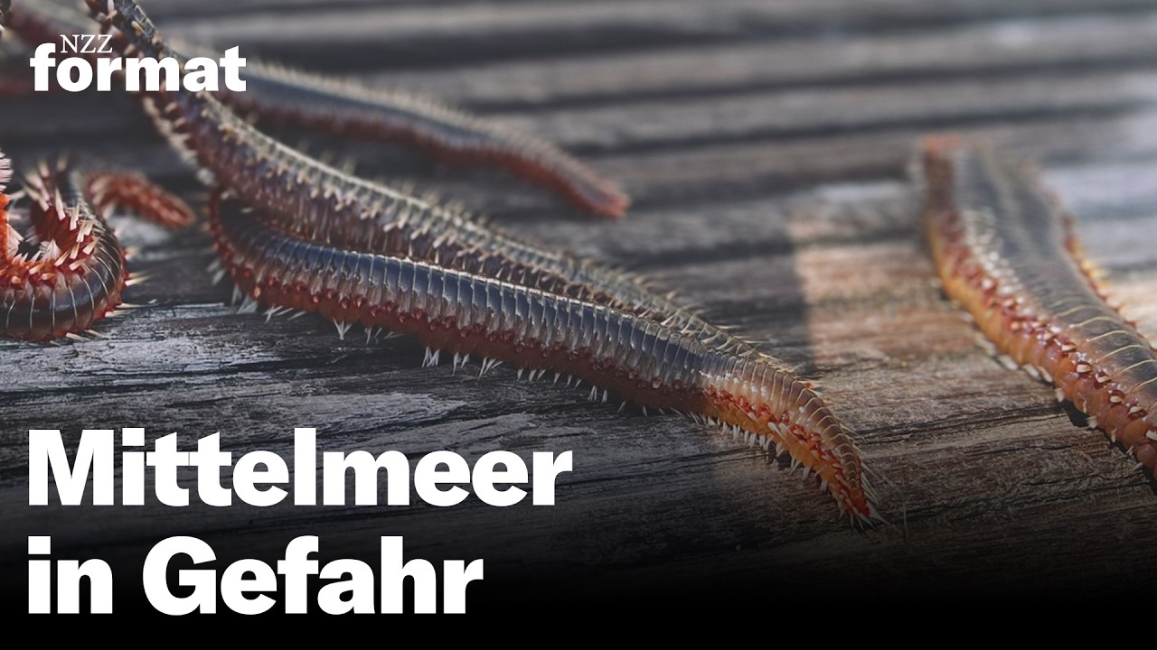 Mittelmeer in Gefahr – wie der Klimawandel das Leben unter Wasser verändert | Doku NZZ Format