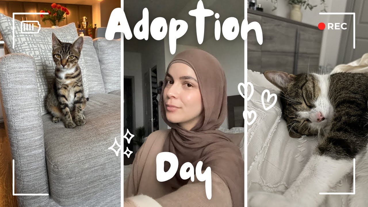 Adopting a Kitten!