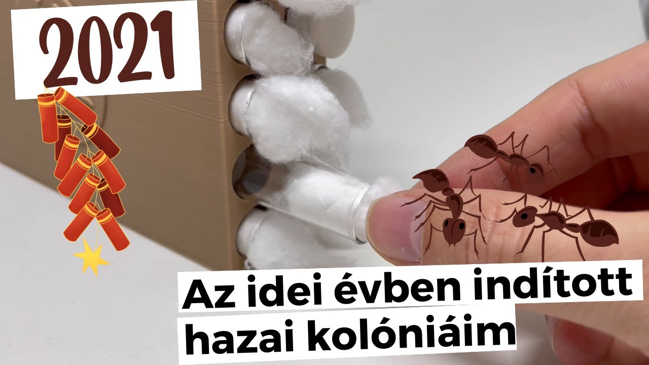 Hangyafalva - A 2021-es hazai (kolónia-)válogatott