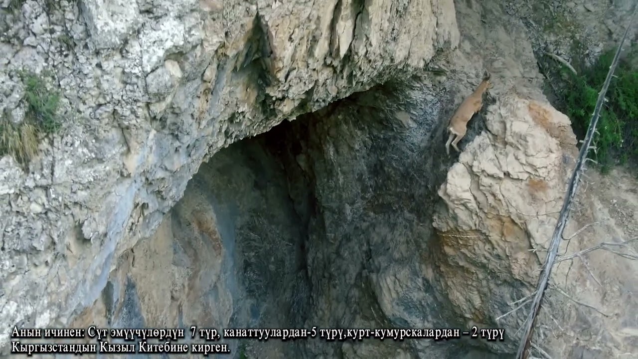 Кыргызстан Падыша ата Коругу заповедник падыша ата