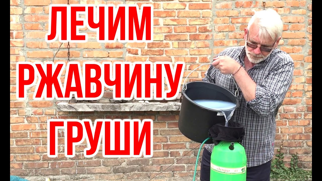 Чем лечить РЖАВЧИНУ груши / Игорь Билевич