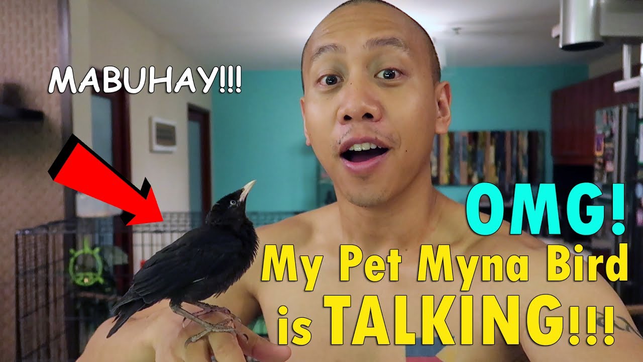 OMG! My Pet Myna Bird is TALKING! | June 20th, 2017 | Vlog #145