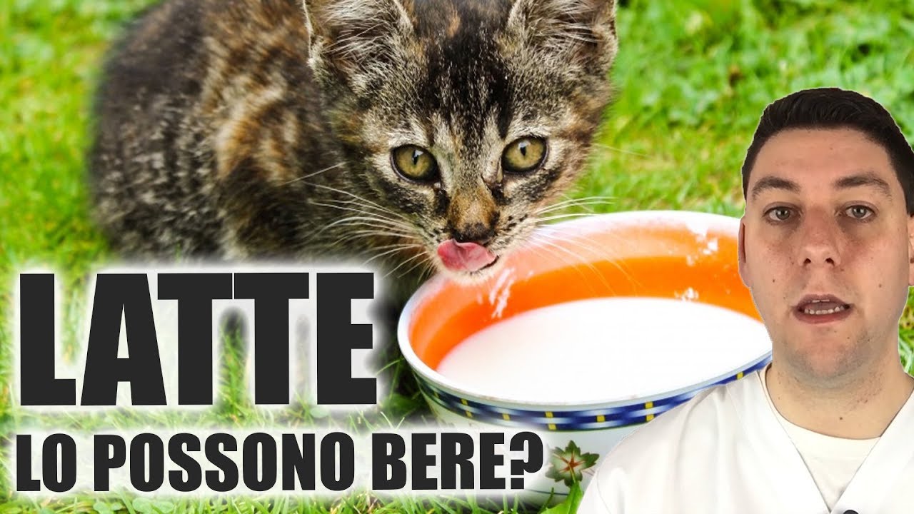 Si può dare il LATTE al CANE e al GATTO?