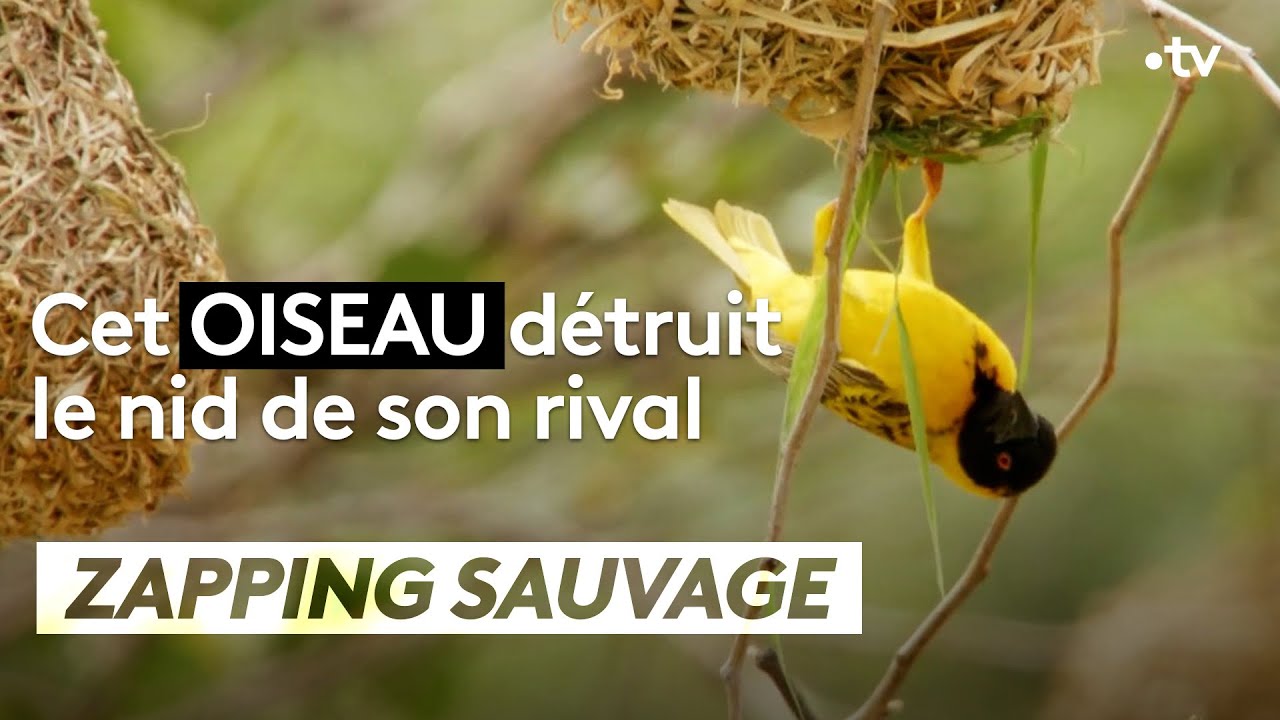 Cet oiseau détruit le nid de son rival - ZAPPING SAUVAGE