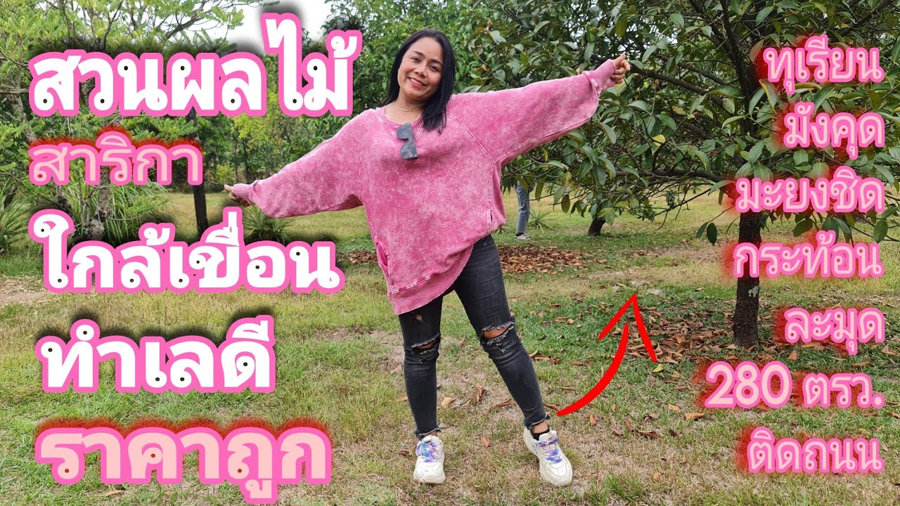 🍋สวนผลไม้สาริกา ใกล้เขื่อนขุนด่าน [EP.1344] ห่างถนนสาริกา100ม. ต้นไม้เยอะๆ ผลไม้แน่นๆ