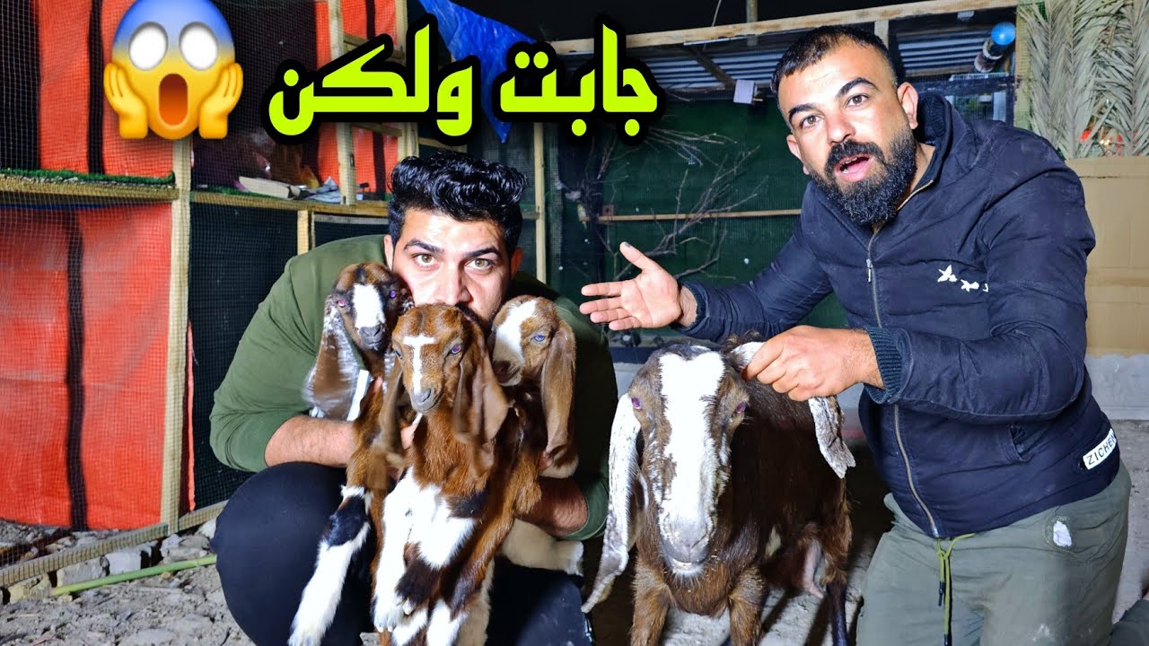 جابت الماعز ولكن النهاية لم تكن متوقعة 😱