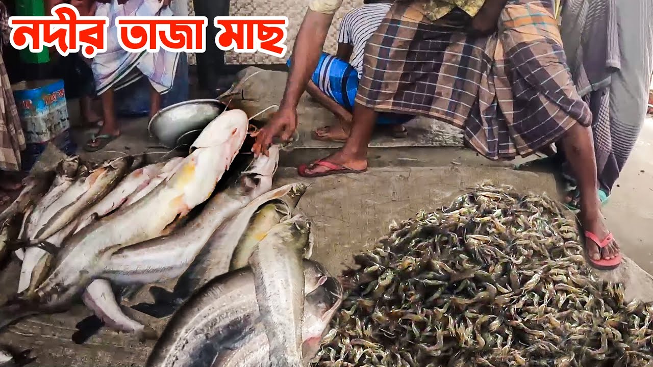 বাজিতপুর পাটুলী ঘাটের মৎস্য আড়তে নদীর তাজা  মাছ
