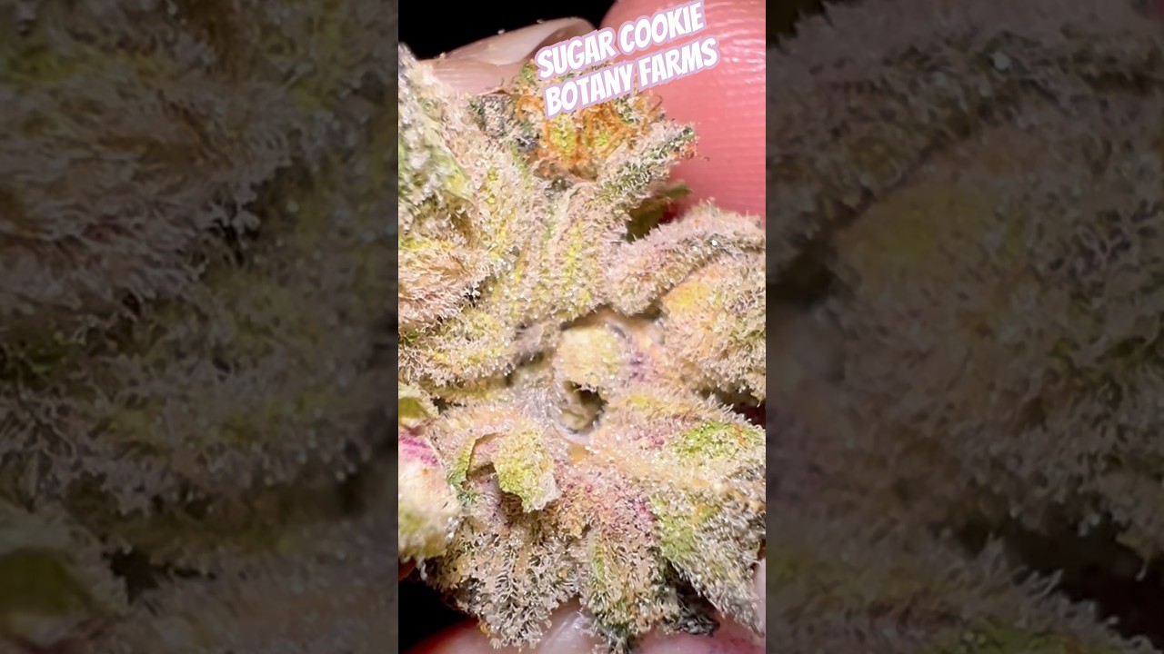 Sugar Cookie Botany Farm #subscribe #review #420community #freethatplant #sugarcookie #womenwhosmoke